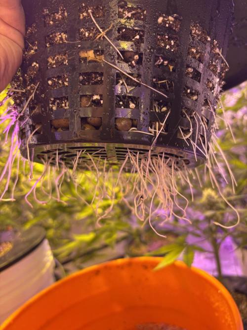 Purple Lemonade FF. Week 7 - Roots DWC 