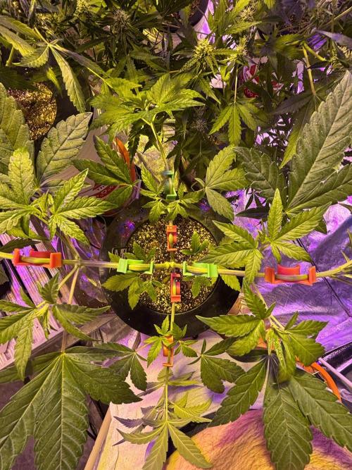 Purple Lemonade FF. Week 7