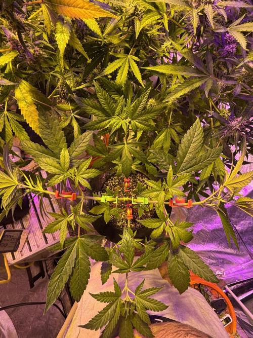 Purple Lemonade FF. Week 7