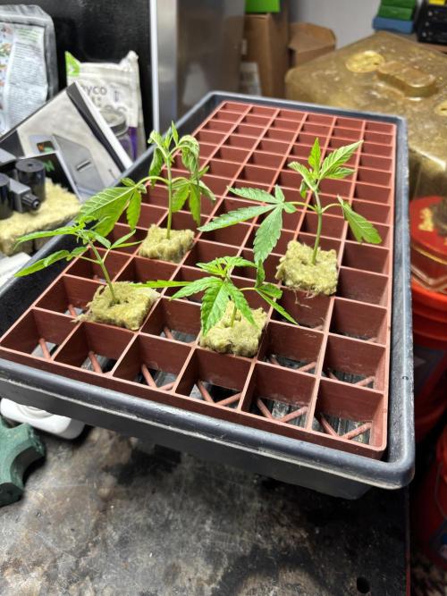 Purple Lemonade FF. Week 7 - Some clones