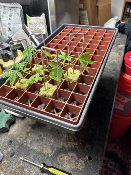 Purple Lemonade FF. Week 7