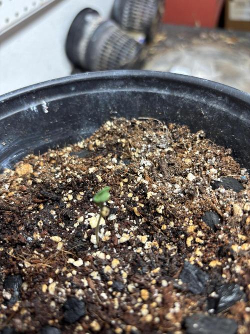Purple Lemonade FF. Week 0