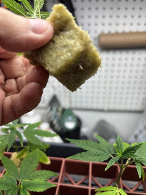 Purple Lemonade FF. Week 8