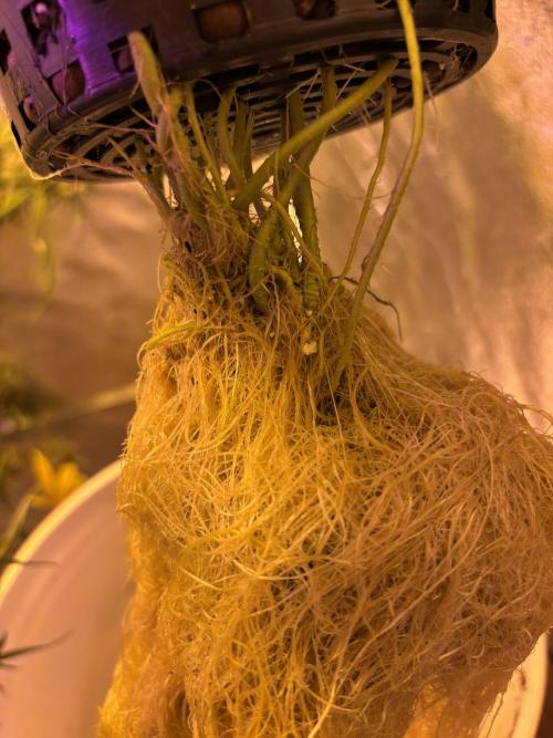 DWC 5 strains 👍🏻. Week 13