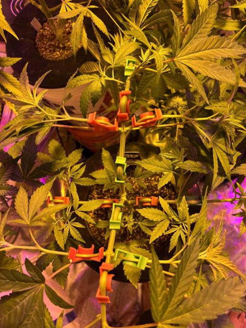 DWC 5 strains 👍🏻. Week 13