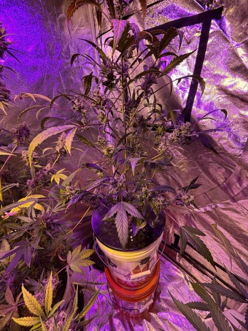DWC 5 strains 👍🏻. Week 13