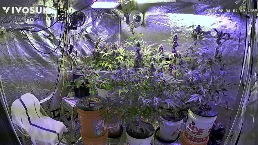 DWC 5 strains 👍🏻. Week 13