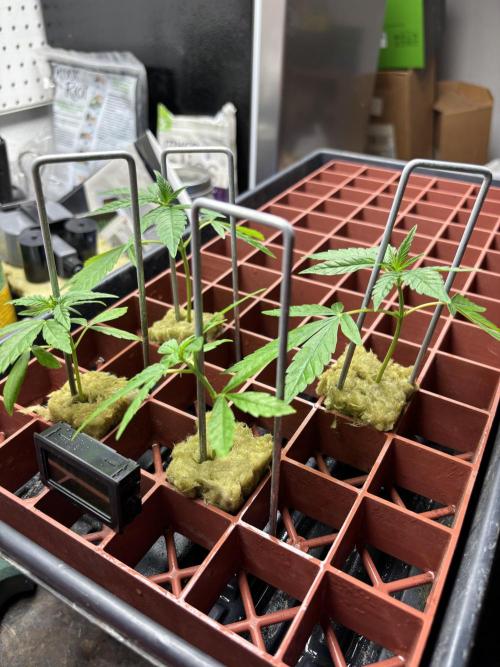 DWC 5 strains 👍🏻. Week 13