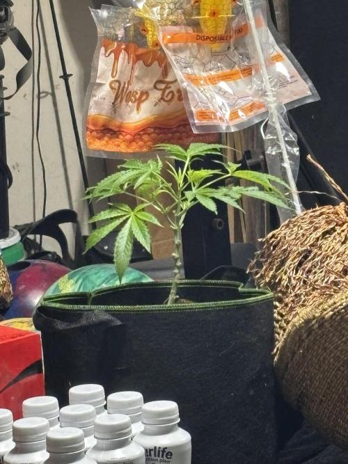DWC 5 strains 👍🏻. Week 13