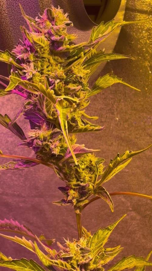 DWC 5 strains 👍🏻