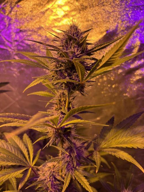 DWC 5 strains 👍🏻. Week 13 - Trop cookie 