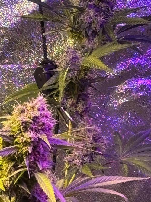 DWC 5 strains 👍🏻. Week 13