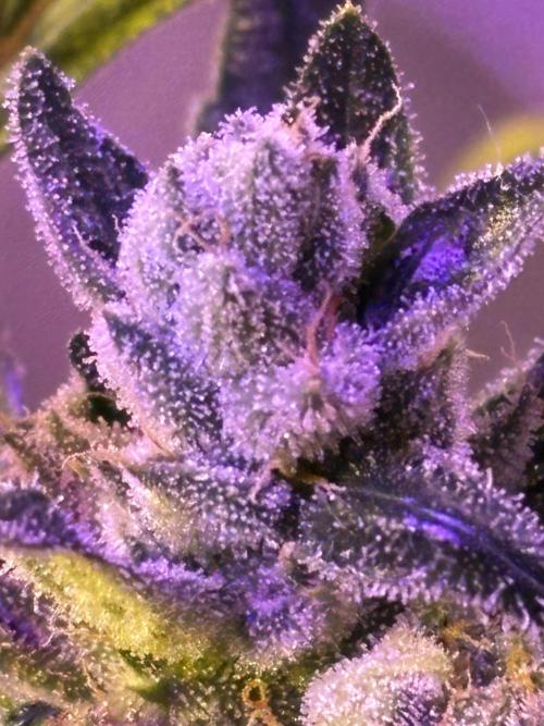DWC 5 strains 👍🏻. Week 13