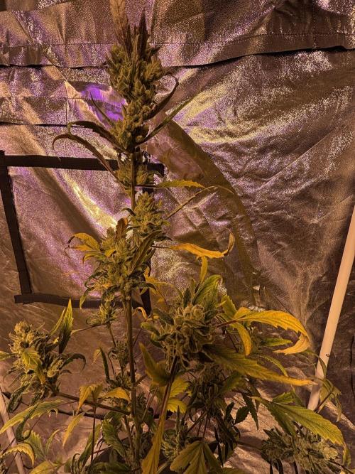 DWC 5 strains 👍🏻. Week 14