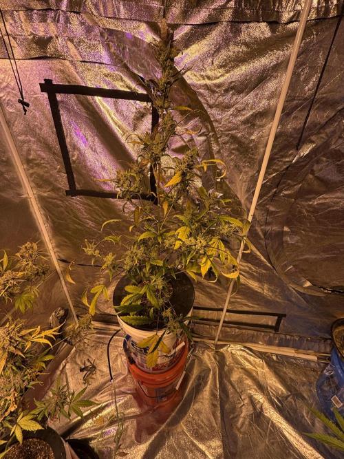 DWC 5 strains 👍🏻. Week 14