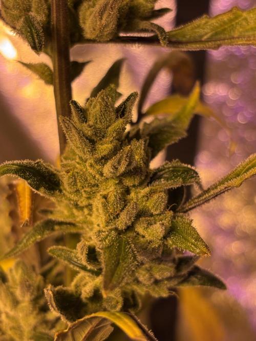 DWC 5 strains 👍🏻. Week 14