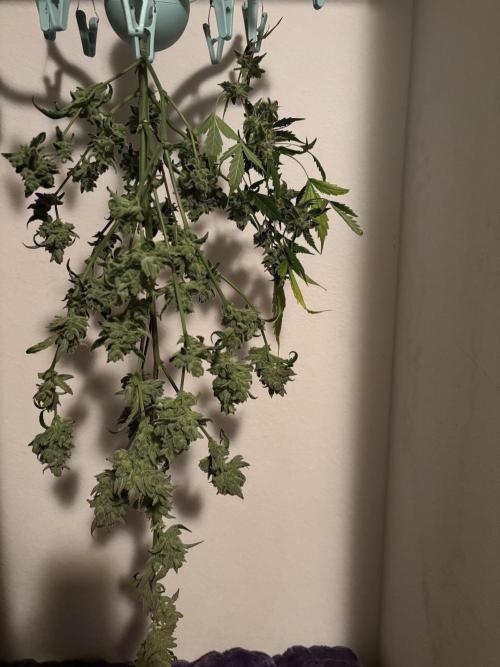 DWC 5 strains 👍🏻. Week 14