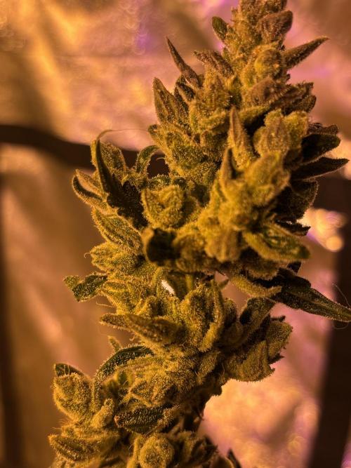 DWC 5 strains 👍🏻. Week 14