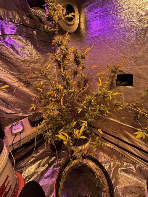 DWC 5 strains 👍🏻. Week 14