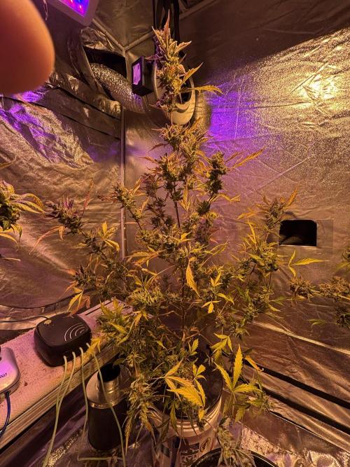 DWC 5 strains 👍🏻. Week 14