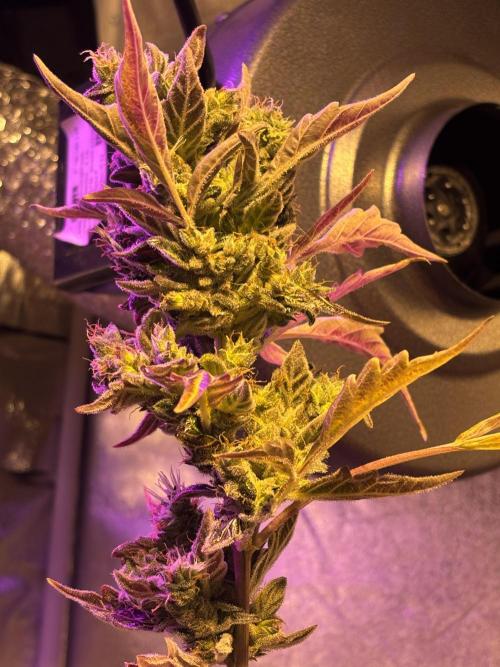 DWC 5 strains 👍🏻. Week 14