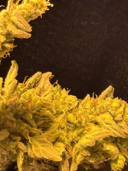 DWC 5 strains 👍🏻. Week 14
