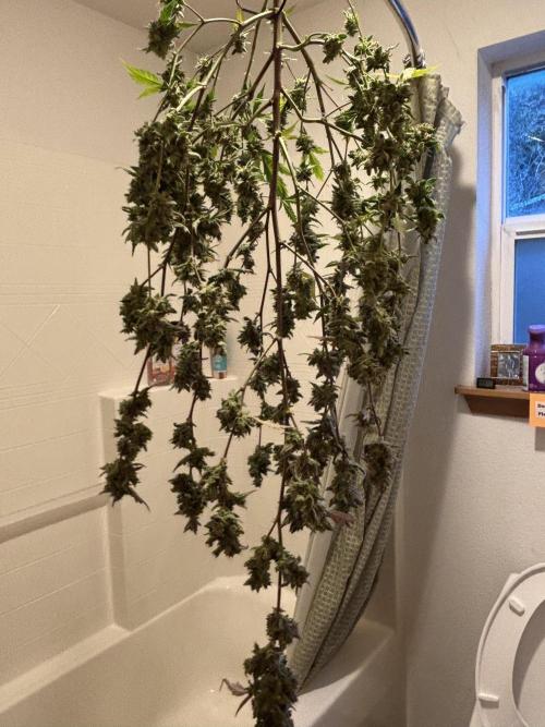 DWC 5 strains 👍🏻. Week 14