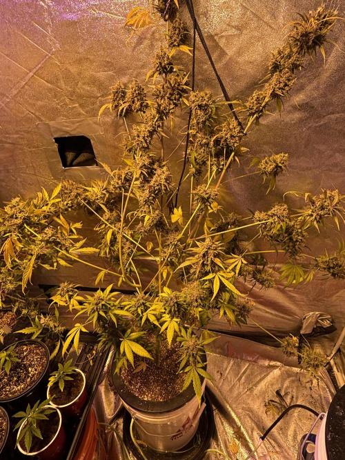 DWC 5 strains 👍🏻. Week 14