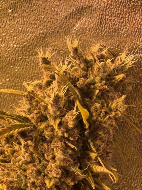 DWC 5 strains 👍🏻. Week 14
