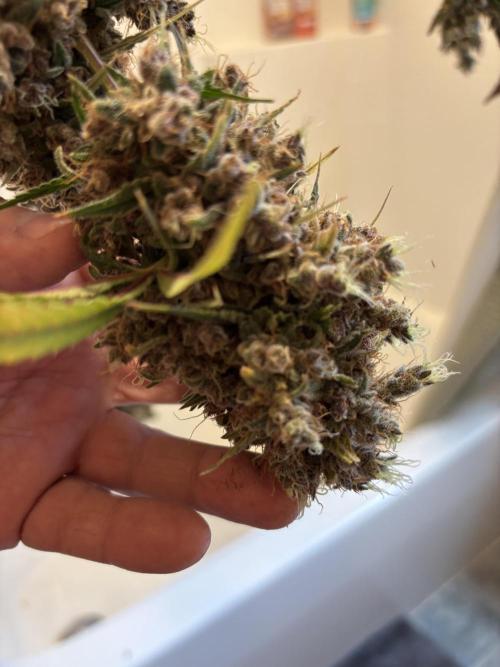 DWC 5 strains 👍🏻. Week 14