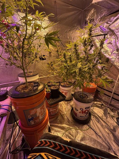 Purple Lemonade FF. Week 9