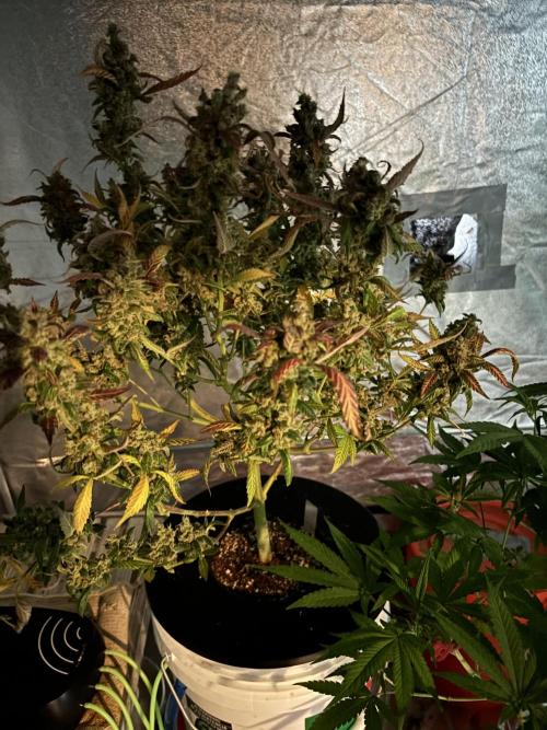 DWC 5 strains 👍🏻. Week 14