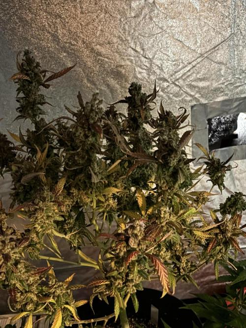 DWC 5 strains 👍🏻. Week 14