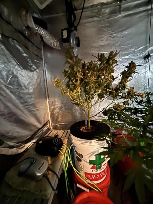 DWC 5 strains 👍🏻. Week 14