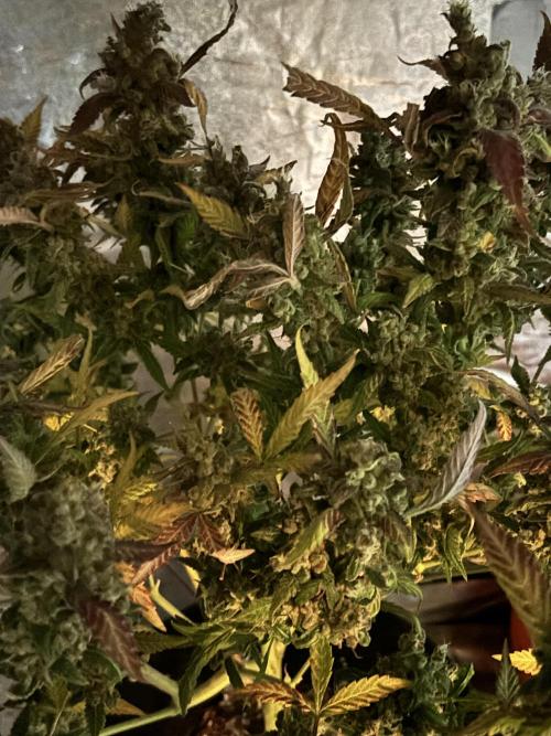 DWC 5 strains 👍🏻. Week 14