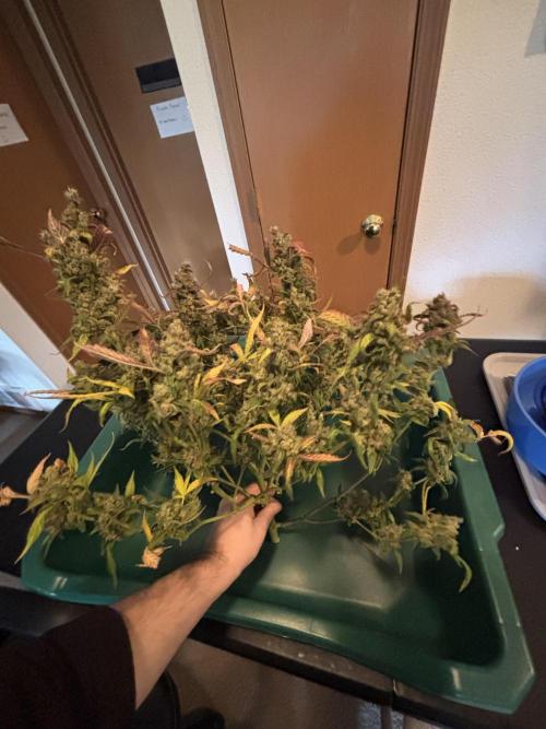 DWC 5 strains 👍🏻. Week 14