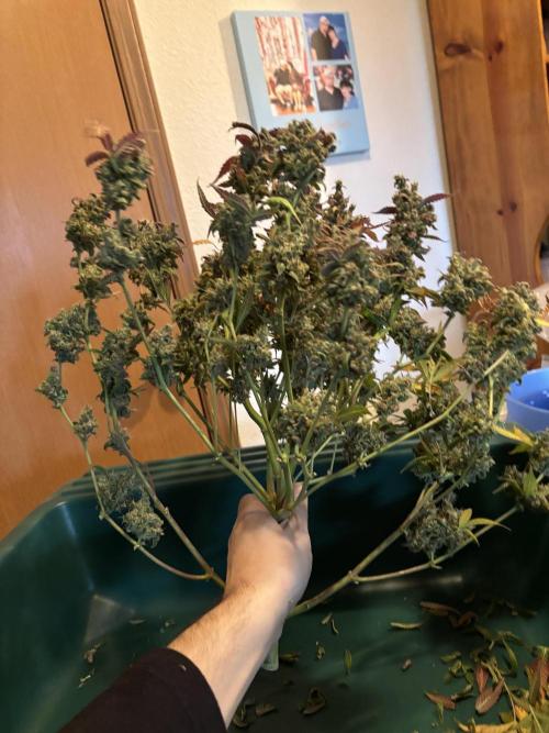DWC 5 strains 👍🏻. Week 14