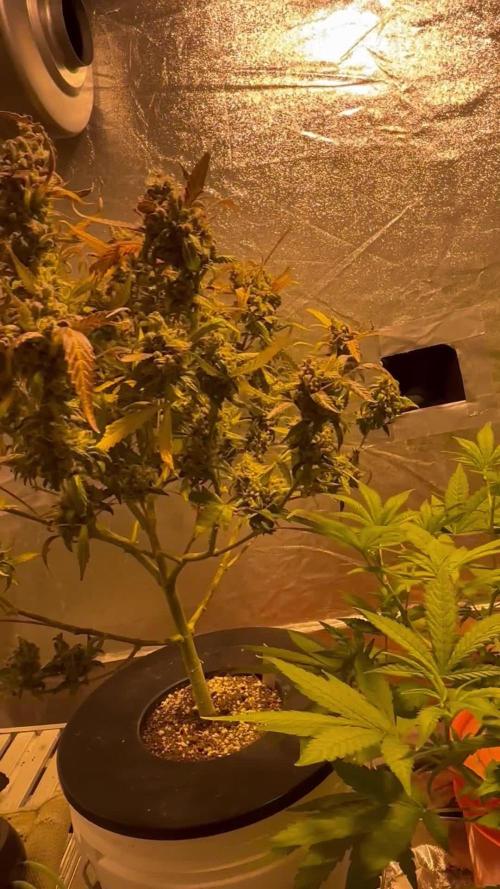 DWC 5 strains 👍🏻
