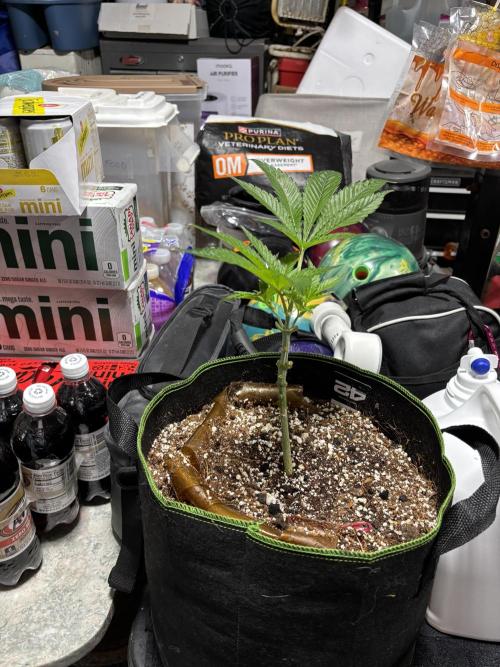 Fem Seed Project 🤙. Week 0 - Fucked up gorilla cookie w
Bad genetics. But seeds should be alright. 