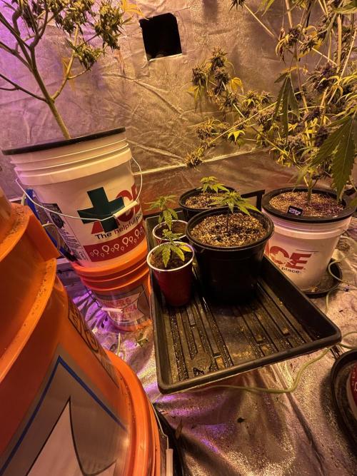Fem Seed Project 🤙. Week 0