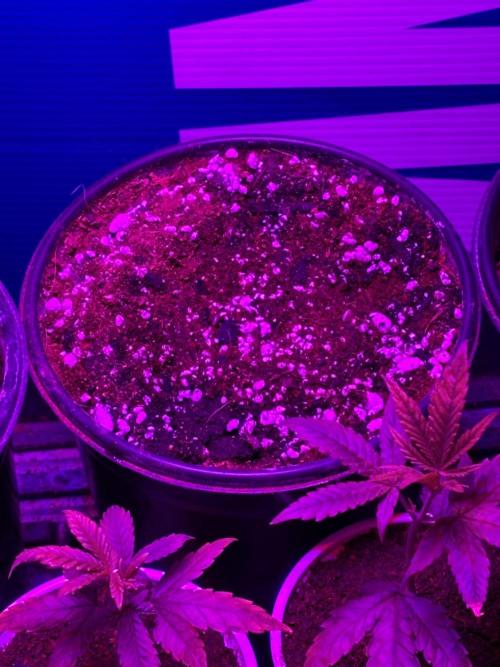 Fem Seed Project 🤙. Week 0