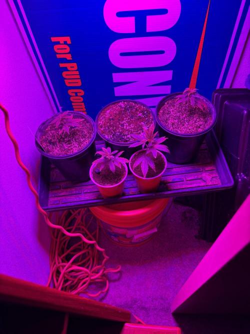 Fem Seed Project 🤙. Week 0