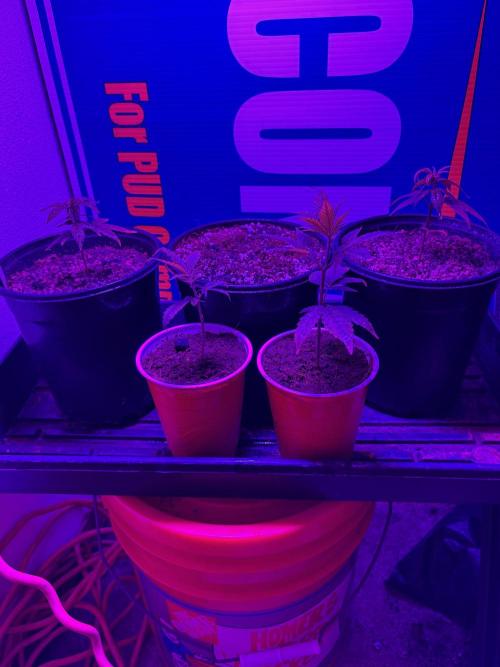 Fem Seed Project 🤙. Week 0 - Shitty ufo light but it works for a minute 