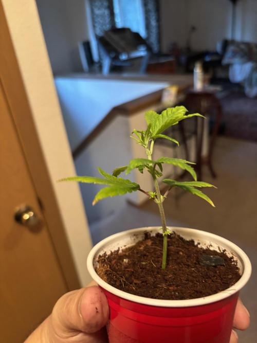 Fem Seed Project 🤙. Week 0