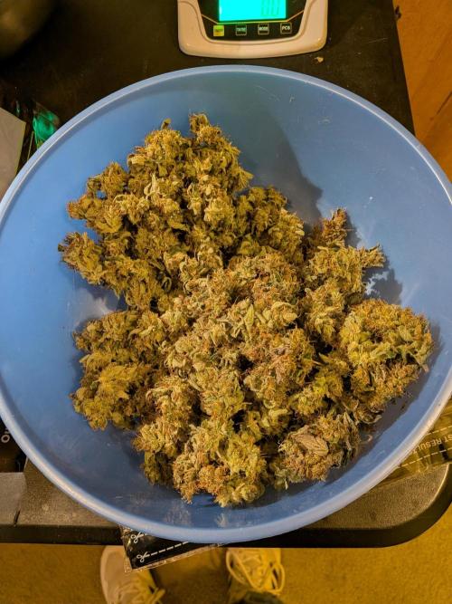 DWC 5 strains 👍🏻. Week 14