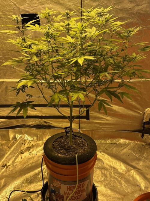 Purple Lemonade FF. Week 10 - Purple lemonade pre flower