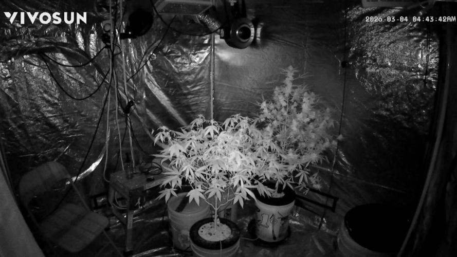 Purple Lemonade FF. Week 10 - Camera at night 