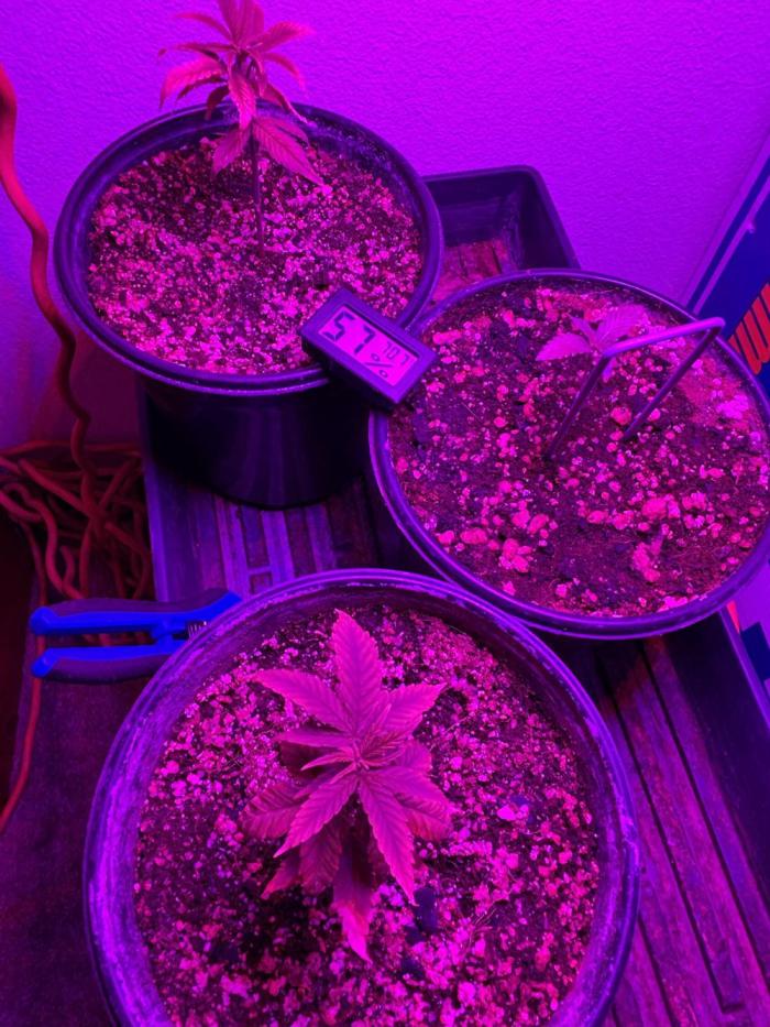Fem Seed Project 🤙. Week 1