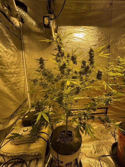DWC 5 strains 👍🏻. Week 15