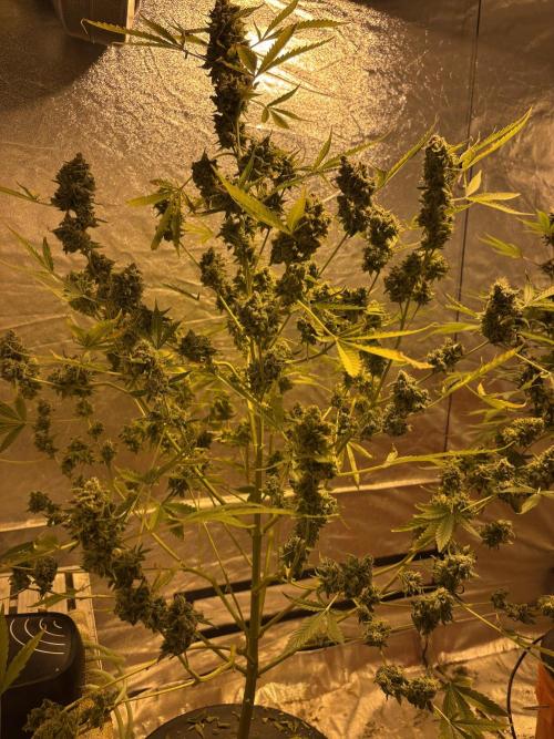 DWC 5 strains 👍🏻. Week 15